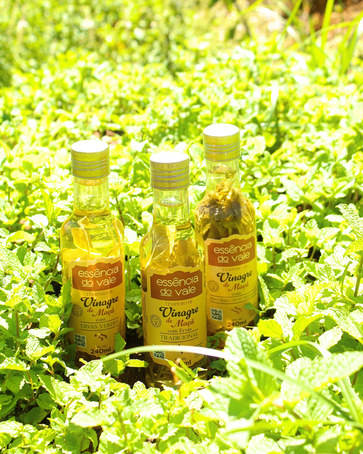 Vinagre Aromatizado com Manjericão e Orégano 240ml - Imagem 3